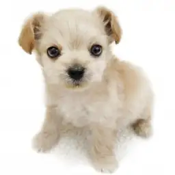 MIX（チワワ×トイプードル）