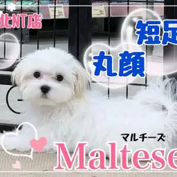 【 マルチーズ 】可愛さに磨きがかかった4ヶ月の短足丸顔のマルチーズくん
