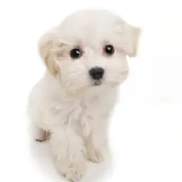 MIX（トイプードル×マルチーズ）