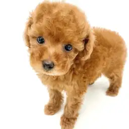 トイ・プードル