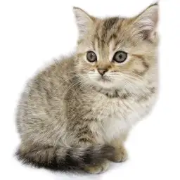 ブリティッシュショートヘア