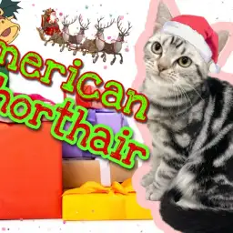 【 アメリカンショートヘア 】ワクチンが終わって新たなトレーニングに挑戦!