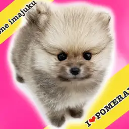 【 ポメラニアン 】ジュエリーアイズ爆毛たぬきポメ!両親体重2kgのぷりけつ必見