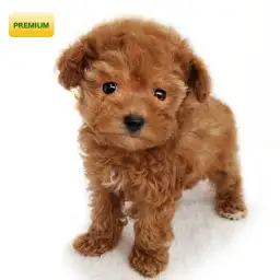 トイ・プードル