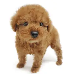 トイ・プードル