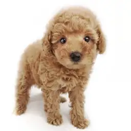 トイ・プードル