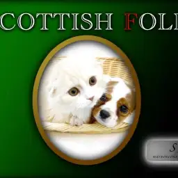 【 スコティッシュフォールド 】抜群の社交性!お膝猫ちゃんの成長2ndブログ!