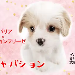 【 キャバション 】SNSで話題のミックス犬！希少な可愛さをお見逃しなく！