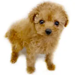 トイ・プードル