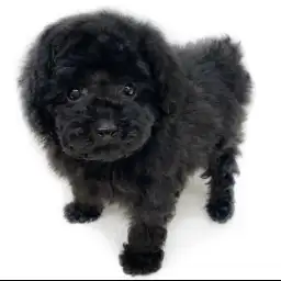 トイ・プードル