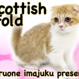 【 スコティッシュフォールド 】垂れ耳・丸顔の温厚ガール！白い靴下を履いた子猫！