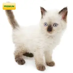 セルカークレックス