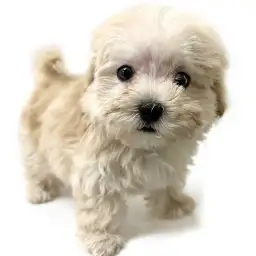 MIX（マルチーズ×トイプードル）