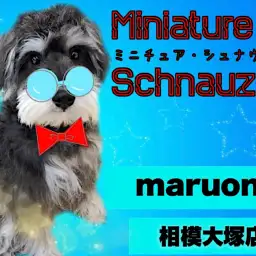 【 ミニチュア・シュナウザー 】初心者必見!賢いシュナくんの2ndブログ!