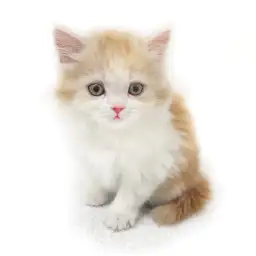 スコティッシュフォールド