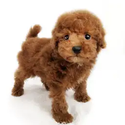 トイ・プードル