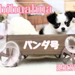 【 チワワ 】個性的な配色がチャームポイント！むっちり短足チワワちゃん