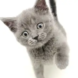 ブリティッシュショートヘア