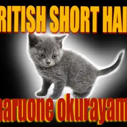 【 ブリティッシュショートヘア 】おねだり上手な甘え猫!極上被毛をご堪能あれ!