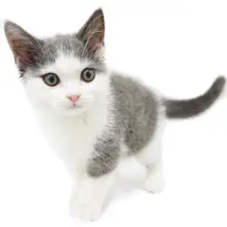 ブリティッシュショートヘア