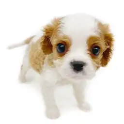 キャバリア・キングチャールズ・スパニエル