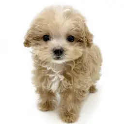 MIX（マルチーズ×トイプードル）