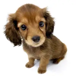 カニンヘン・ダックスフント