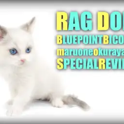 【 ラグドール 】美しい瞳の個性的なブルーポイントバイカラーの女の子登場!