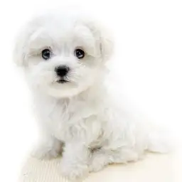 MIX（マルチーズ×トイプードル）