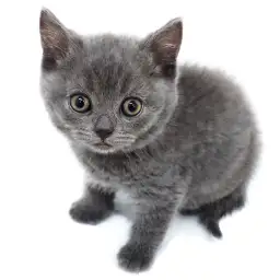 ブリティッシュショートヘア