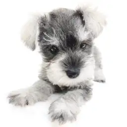 ミニチュア・シュナウザー