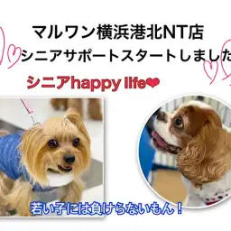 【 お役立て情報 】マルワン卒業生のシニアライフを一緒にエンジョイ！