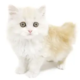 スコティッシュフォールド