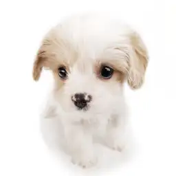 MIX（キャバリアキングチャールズスパニエル×ビションフリーゼ）