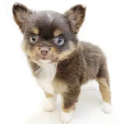 MIX（ポメラニアン×チワワ）