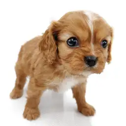 キャバリア・キングチャールズ・スパニエル