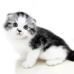 スコティッシュフォールド