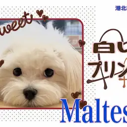 【 マルチーズ 】ホワイトドッグ6ヶ月のマルチーズくんの今
