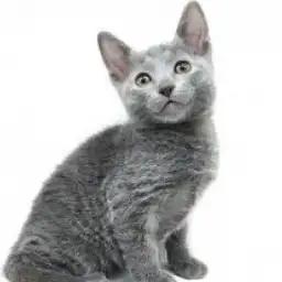 ロシアンブルー