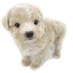 MIX（トイプードル×マルチーズ）