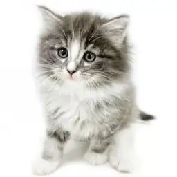 ノルウェージャンフォレストキャット