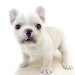 フレンチブルドッグ