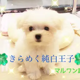 【 マルチーズ 】純白の天使！簡単お手入れのポイントも徹底解説！