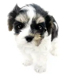 MIX（マルチーズ×キャバリアキングチャールズスパニエル）