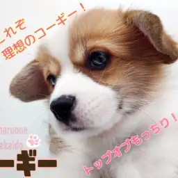 【 コーギー 】魅惑のもっちり感!これぞ理想的なコーギースタイル!