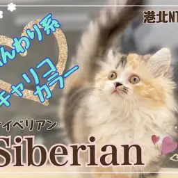 【 サイベリアン 】キャリコカラーのふんわり猫さん!大型猫種の女の子
