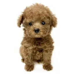 トイ・プードル