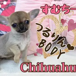 【 チワワ 】小さめ！つるりんBODYのフォーンカラーのスムチーちゃん！