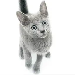 ロシアンブルー