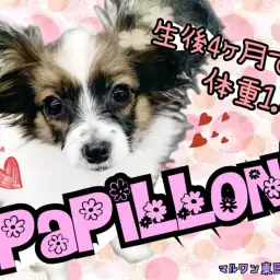 【 パピヨン 】生後4カ月半で1.4kgの抱っこサイズでお手入れも楽々!